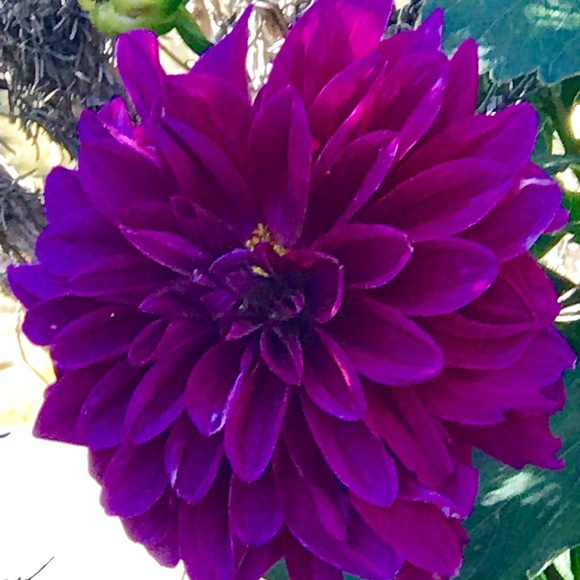 Meet your Posher, Nancy - Picture 6 of 8